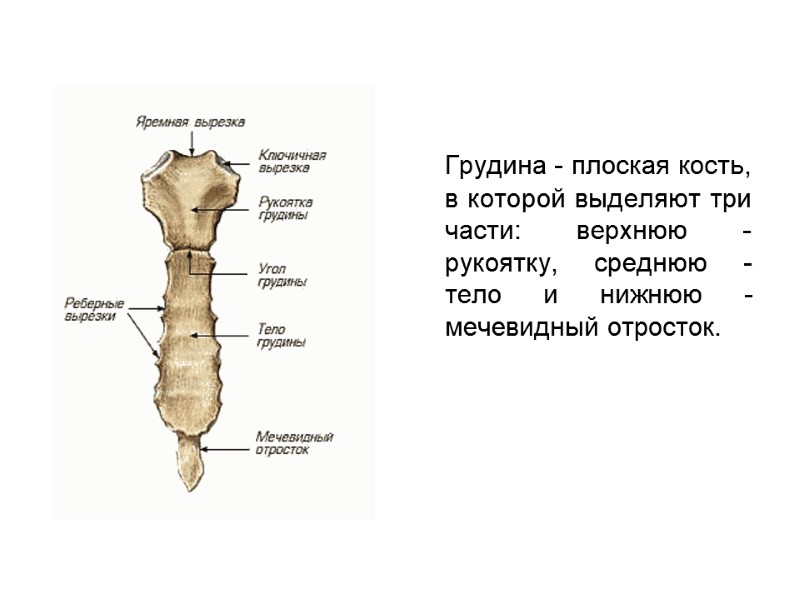 Грудина - плоская кость, в которой выделяют три части: верхнюю - рукоятку, среднюю -